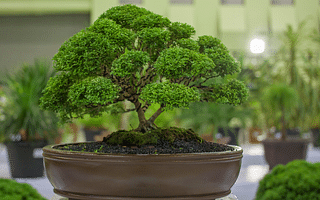 How do I grow a juniper bonsai tree?