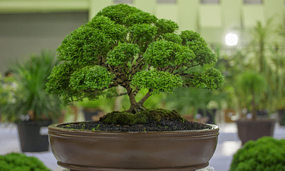 How do I grow a juniper bonsai tree?
