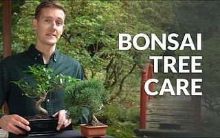 How do I grow a new bonsai banyan tree?