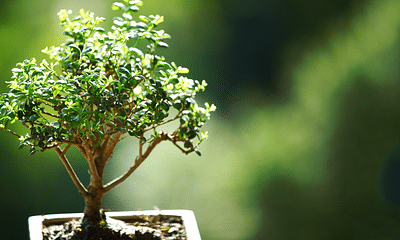 How do I start a bonsai tree as a beginner?