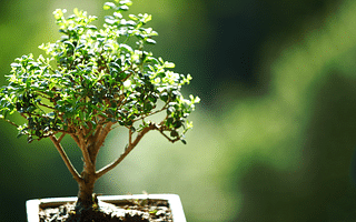 How do I start a bonsai tree as a beginner?