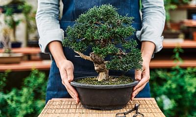 How do I take care of bonsai trees?