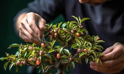 How do I trim a bonsai peach tree?