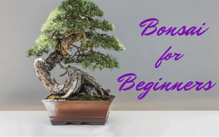 How does a bonsai tree achieve its positive qualities?