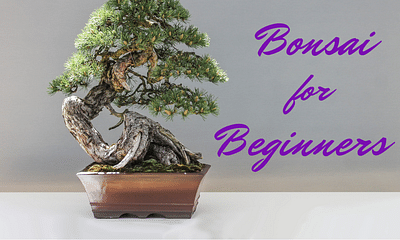 How does a bonsai tree achieve its positive qualities?
