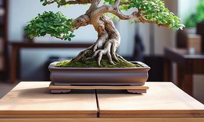 How long can a bonsai plant be kept indoors?