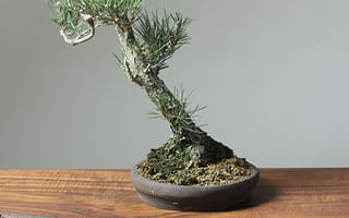 How long does it take for a bonsai tree to grow completely?