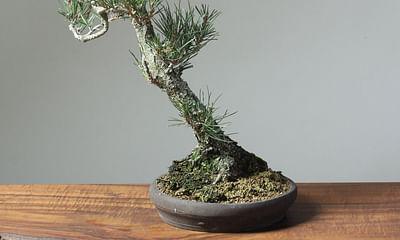 How long does it take for a bonsai tree to grow completely?