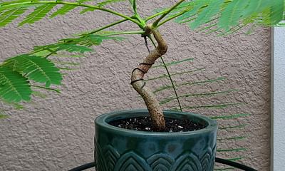 How long does it take for a newly planted bonsai to grow from seed?