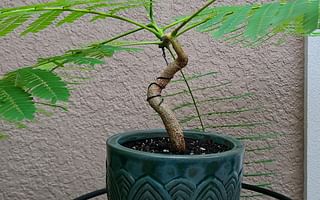 How long does it take for a newly planted bonsai to grow from seed?