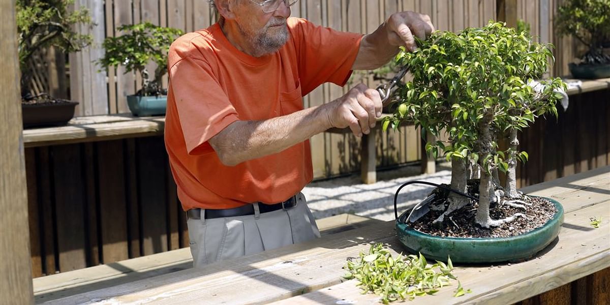 How much care does a bonsai tree require?