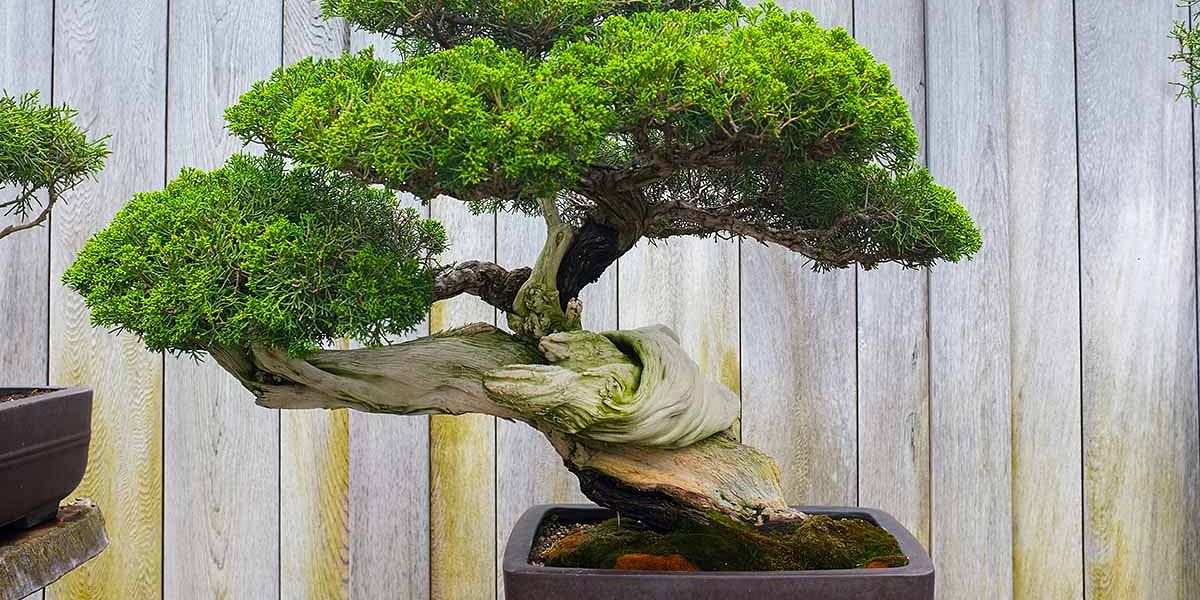 How much commitment does a bonsai tree require?