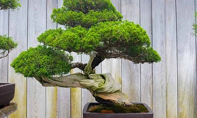 How much commitment does a bonsai tree require?