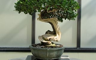 How often and how much should a person water a bonsai tree?
