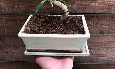 How often should I water my indoor bonsai plant?