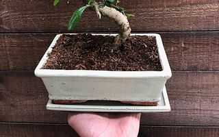 How often should I water my indoor bonsai plant?