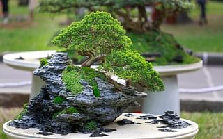 How often should you water a bonsai tree?