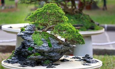 How often should you water a bonsai tree?