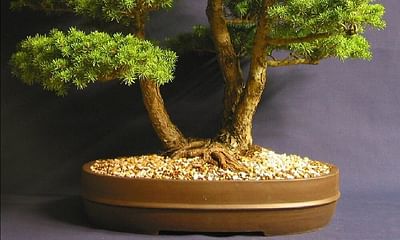 How old are bonsai trees when purchased?
