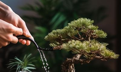 How should I water a Japanese black pine bonsai tree correctly?
