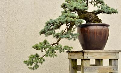 How to choose the right bonsai pot?