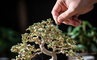 How to remove mealybugs from a ficus religiosa bonsai?