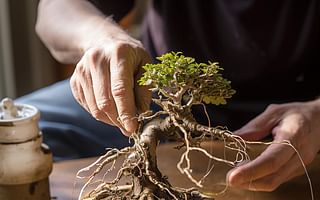 How to save a bonsai tree from root rot?