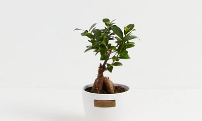 How to take care of Bonsai - Ficus Microcarpa Ginseng?