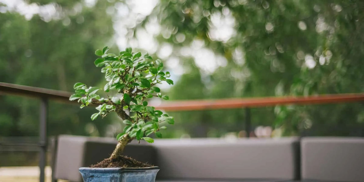 How to trim a bonsai tree?