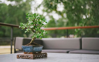 How to trim a bonsai tree?