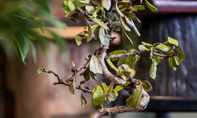 Is growing a bonsai tree cruel or a form of art?