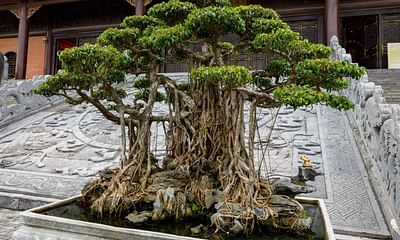 Is it worth growing a bonsai tree from seed or buying an already grown one?