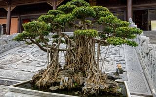 Is it worth growing a bonsai tree from seed or buying an already grown one?