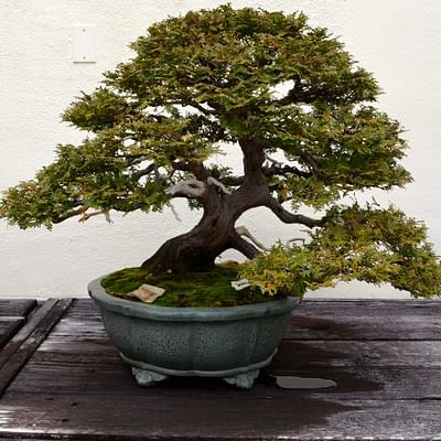 Is starting with a seedling a good way for beginners to start with Bonsai?