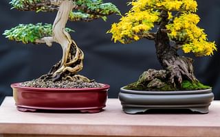 Should a Bonsai be fertilized regularly, and what are the consequences of overfertilizing?