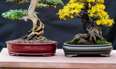 Should a Bonsai be fertilized regularly, and what are the consequences of overfertilizing?