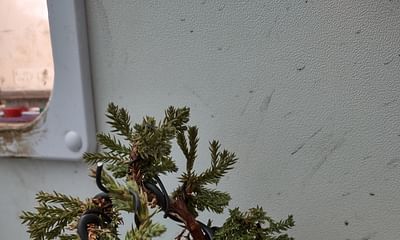 What are common mistakes to avoid when growing a bonsai tree?