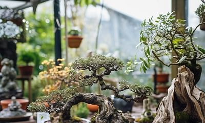 What are common pests and diseases that can affect bonsai trees?