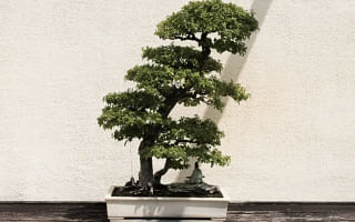 What are some easy and fast-growing plants for bonsai trees?