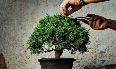 What are some helpful tips for a bonsai beginner?