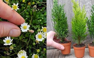 What are some interesting facts about Erodium bonsai?