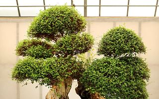 What are some popular species of trees used for bonsai?