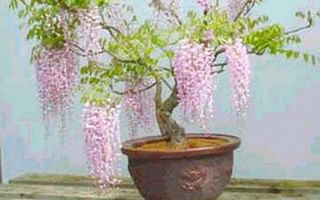 What are some recommended books for learning about bonsai?