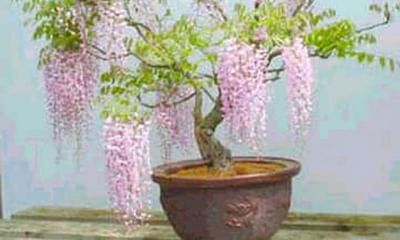 What are some recommended books for learning about bonsai?