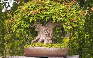 What are some tips for beginners growing a bonsai tree for the first time?