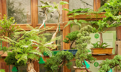 What are the best conditions for growing bonsai trees?