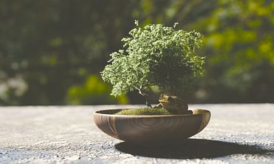 What are the best species of trees for bonsai?
