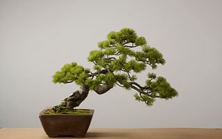 What are the characteristics of traditional Bonsai trees?