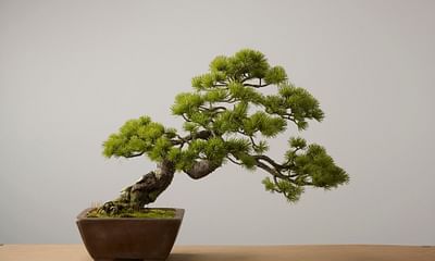 What are the characteristics of traditional Bonsai trees?