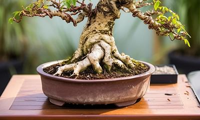 What are the common diseases found on bonsai trees?